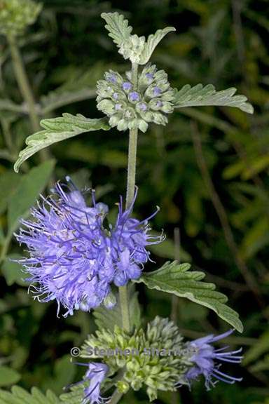 caryopteris incana 1 graphic